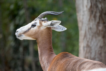 Closeup gazelle profile horns shy animal portrait