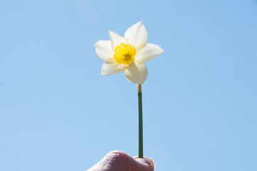 daffodil on the sky