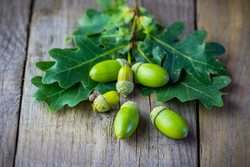Top view of green acorns on old wooden background