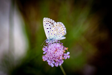 farfalla e fiore