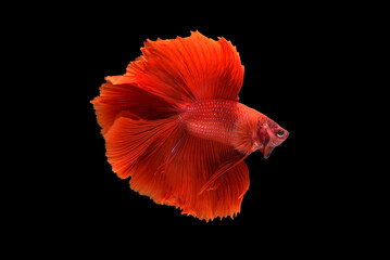 Fototapeta na wymiar Red color at swaying on black background ,Siamese fighting fish(Rosetail)(half moon),fighting fish,Betta splendens, clipping path