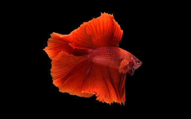 Red color at swaying on black background ,Siamese fighting fish(Rosetail)(half moon),fighting fish,Betta splendens, clipping path