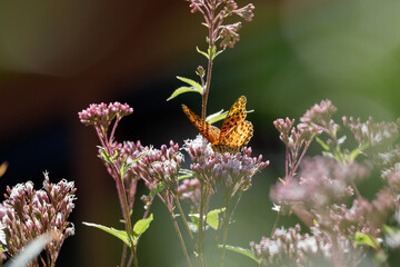 フジバカマとヒョウモンチョウ20221021