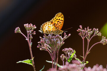 フジバカマとヒョウモンチョウ20221021