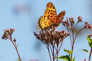 フジバカマとヒョウモンチョウ20221021