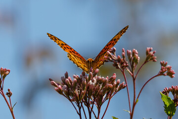フジバカマとヒョウモンチョウ20221021