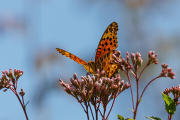 フジバカマとヒョウモンチョウ20221021