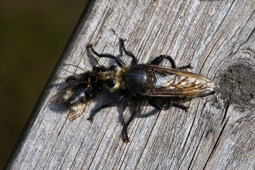 Yellow murder fly or yellow robber fly with a bumblebee as prey. Insect is sucked