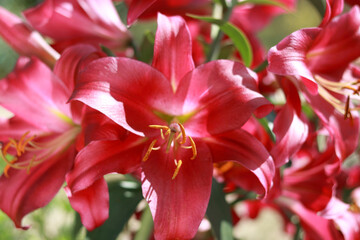 Bunch of fragrant Stargazer red Asiatic Lily flower in bloom. Close up of pink Stargazer Lilies and green foliage. Lily flowers greeting card background
 . Mothers day. Lilium flower in garden. 
