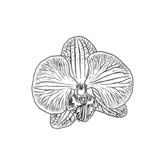 Hand drawn flower. Realistic Orchid illustration isolated on white background. 