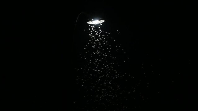 Larons or insects sheathe light in street lamps. It is a phenomenon called positive phototaxis.
