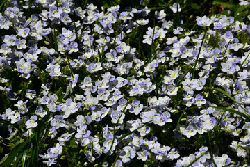 Flowering meadow. Floral background. Small blue flowers in the grass. Veronica filiformis (Latin Veronica filiformis) is a groundcover annual or perennial herbaceous plant. selective focus