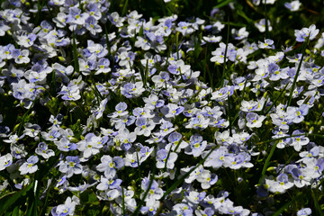 Flowering meadow. Floral background. Small blue flowers in the grass. Veronica filiformis (Latin Veronica filiformis) is a groundcover annual or perennial herbaceous plant. selective focus