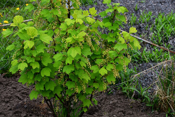 A young small red currant bush near a mesh fence in the garden. Currant blossoms in spring. cloudy spring day at the dacha