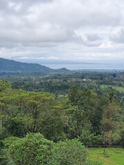 Naklejka premium landscape with trees