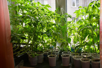 overgrown tomato seedlings on the windowsill in the apartment against the background of a window with dusty cloudy glasses. Plants in white plastic cups. reuse of packaging