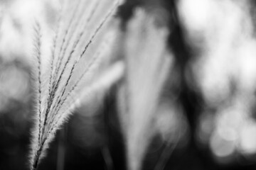 Blurred Bokeh Nature Background with Wild Dry Grass on Wind. Beautiful Defocused Aesthetic Wallpaper. Autumn Nature.