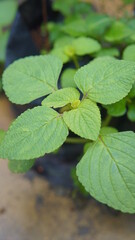 Top view of small plant with green leaf