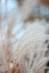 Blurred Bokeh Nature Background with Wild Dry Grass on Wind. Beautiful Defocused Aesthetic Wallpaper. Autumn Nature.