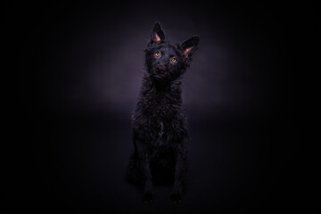 Very dark black dog close up portrait on dark background close up portrait on dark background