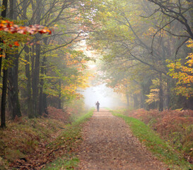 Jesienny las z mgłą i biegaczem