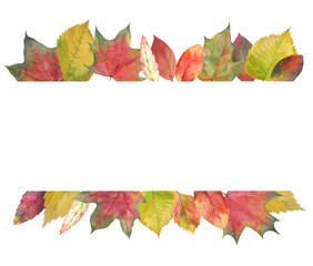 Horizontal borders of bright colored autumn leaves painted in watercolor on white background