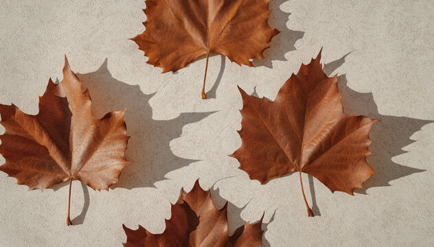Minimal style composition made of dried maple leaves on pastel sunlit background with shadow. Autumn, fall, thanksgiving day concept. Flat lay, top view