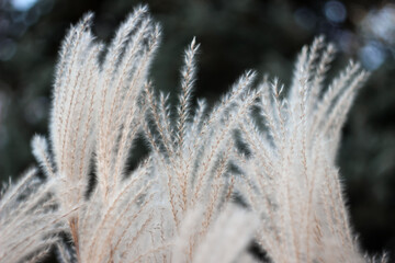 Blurred Bokeh Nature Background with Wild Dry Grass on Wind. Beautiful Defocused Aesthetic Wallpaper. Autumn Nature.