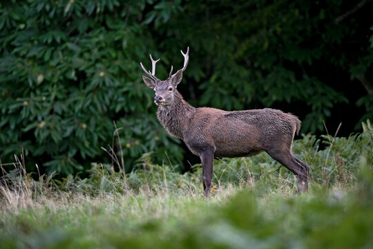 Cerf &eacute;laphe (Cervus elaphus) cerf m&acirc;le en automne. Alpes. France