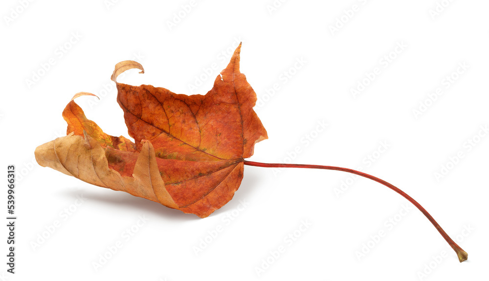 Aufkleber autumn leaf isolated on white background with shadows, clipping path for isolation without shadows o