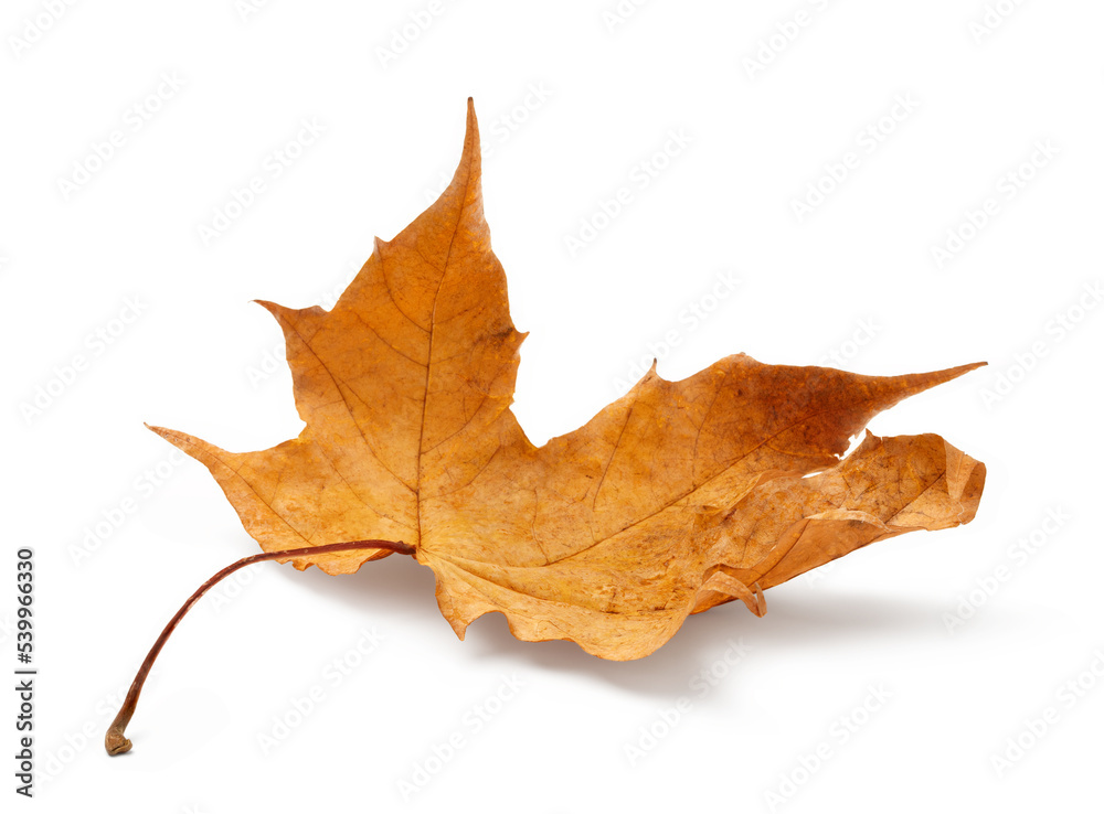 Poster Autumn leaf isolated on white background with shadows, clipping path  for isolation without shadows on white