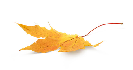 Autumn leaf isolated on white background with shadows, clipping path  for isolation without shadows on white