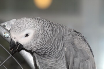 A pet African Grey Parrot playing on top of his cage at his home address. These birds are known for their intelligence, ability to talk and their famous red tails.