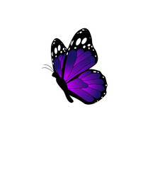 butterfly isolated on white