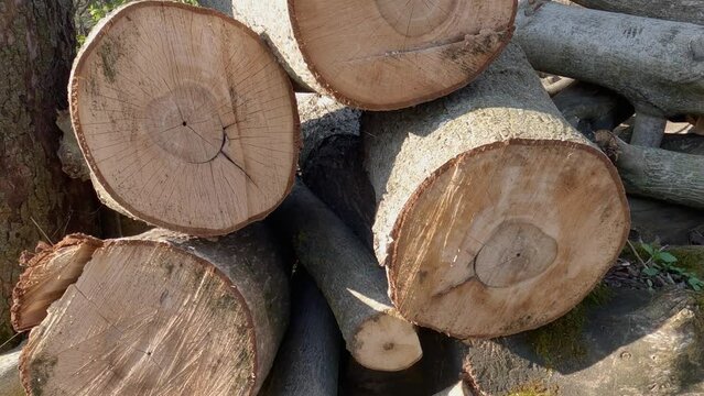Transverse cut of the walnut trees trunks and thick branches