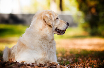 golden retriever dog in autumn park