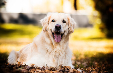 golden retriever dog in autumn park