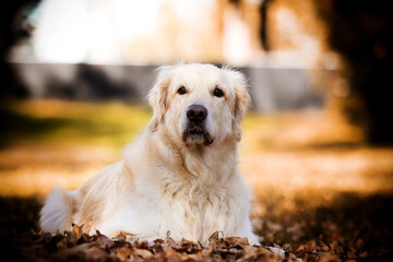 golden retriever dog in autumn park