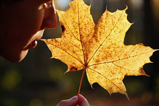 Yellow autumn maple leaf in young man hand close up on a forest background. Pavel, yellow maple leaf in my hand. Photo was taken 16 October 2022 year, MSK time in Russia.