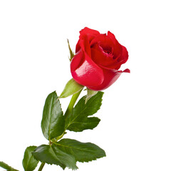 Naklejka premium One red rose
