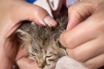 A man crushes fleas on a kitten. Prevention of pets from fleas and other parasites.