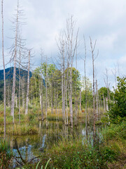 Bayerische Landschaft - Naturschutzgebiet. Sümpfe und Moore am Rande der Weissach (Tegernsee)