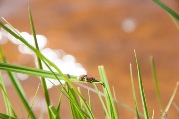 Bug sitting on a grass