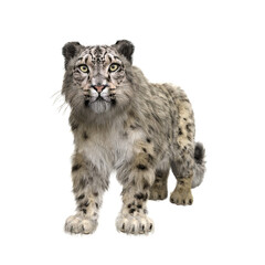 Snow leopard standing. 3D illustration isolated on transparent background.