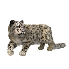 Snow Leopard walking. 3D illustration isolated on transparent background.