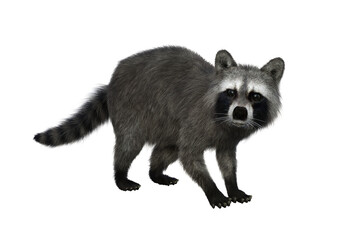 Raccoon looking alert. 3d illustration isolated on transparent background.