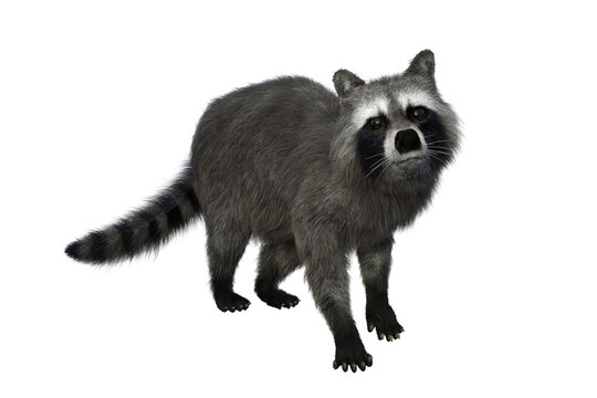 Raccoon looking up at camera. 3d illustration isolated on transparent background.