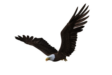 Obraz premium Bald Eagle in flight with wings raised. 3d illustration isolated on transparent background.