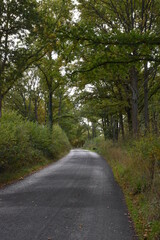 Fototapeta na wymiar the road traveling through Monkwood in Worcestershire 