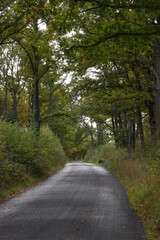 the road traveling through Monkwood in Worcestershire 